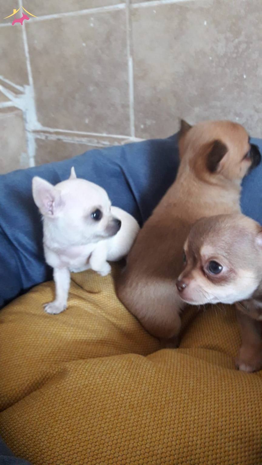 Akkus Uretim Ciftliginden Chihuahua Yavrulari Kopek Dunyasi 81194