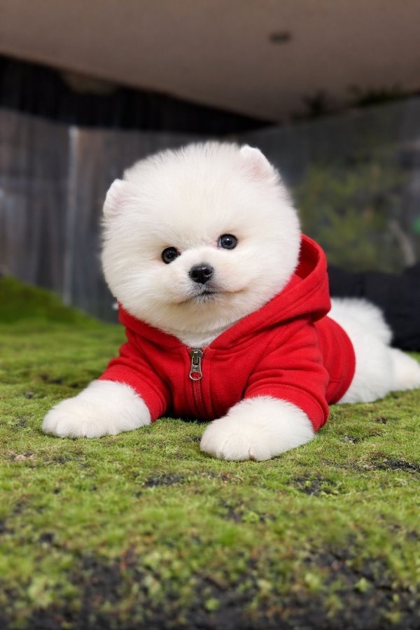 EN İYİSİNİ İSTEYENE POMERANİAN BOO - 229483